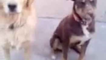 asi obedece un perro decente a su dueno asi obedece un perro decente a su dueno