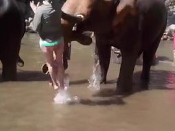 Elefante golpea a mujer en Tailandia Elefante golpea a mujer en Tailandia
