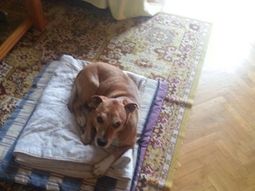 Lanzan campaña para evitar matar al perro de española contagiada