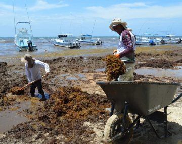 De no creer: fotos y videos de la tremenda invasión de sargazo en el Caribe