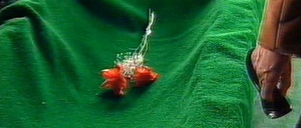 Restosbernie_cronicatv