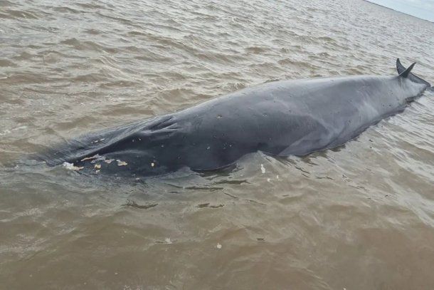 Una ballena encalló en el Río de la Plata a la altura de San Isidro