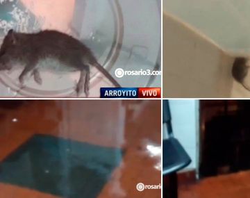 Un hospital está lleno de ratas y agua en Rosario
