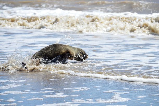 Del Riachuelo al mar: la vuelta a casa de un lobo marino