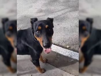 El conmovedor llanto de un perro que fue abandonado en Tucumán&nbsp;