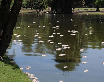 Aparecieron peces muertos en los lagos de Palermo