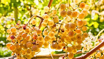 ¿La nueva delicia mendocina de exportación? ¿La nueva delicia mendocina de exportación?