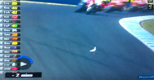 Un corredor de moto le dio un cabezazo a una gaviota que se puso en el medio