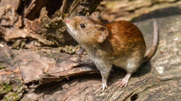 Alerta por hantavirus en la Provincia de Buenos Aires: cómo evitar contagios