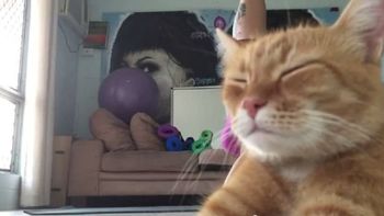 video: el gato le arruino una rutina de yoga