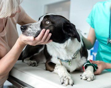 Cómo vacunar y castrar gratis a las mascotas en CABA