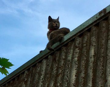 Un hombre deberá pagar $300 mil por matar a tiros a los gatos de sus vecinos