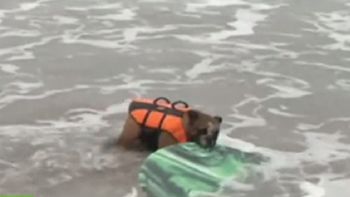 biuf, el perro surfista que desafia a las olas biuf, el perro surfista que desafia a las olas