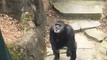 Un chimpancé le tiró excrementos en el rostro a una señora Un chimpancé le tiró excrementos en el rostro a una señora