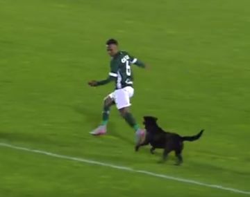 VIDEO: futbolista quiso atrapar a un perro