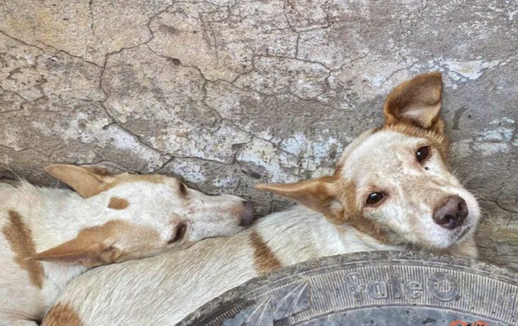Sacrificaba perros y gatos para absorber su energía y no envejecer