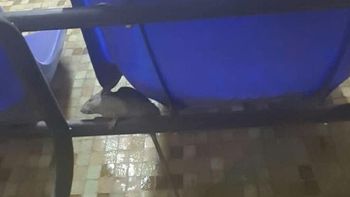 Las ratas se pasean por todo el edificio Las ratas se pasean por todo el edificio