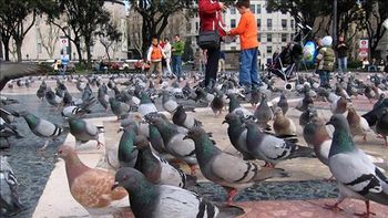 polemico proyecto para usar palomas en comedores infantiles polemico proyecto para usar palomas en comedores infantiles