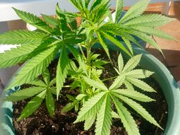 afirman que la marihuana puede prevenir infartos afirman que la marihuana puede prevenir infartos