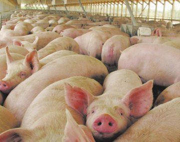 Advierten sobre un posible brote de triquinosis en Santa Fe y Córdoba