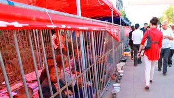 instalan jaulas en la calle para que mendigos no molesten a los turistas instalan jaulas en la calle para que mendigos no molesten a los turistas