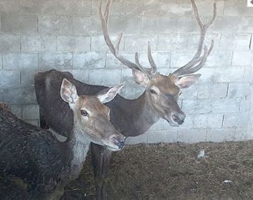 Rescataron animales silvestres maltratados en un centro terapéutico de Pilar