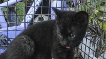 Gentileza de El Periodico de San Francisco. Gentileza de El Periodico de San Francisco.