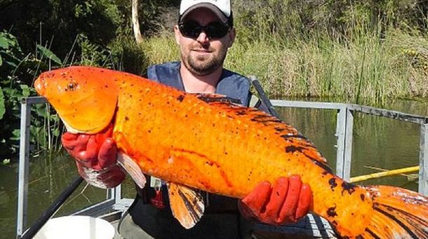 Alarma en Australia por una invasión de peces mutantes