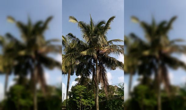 Soñó que talaba un árbol y atacó dormido a su sobrino con una motosierra