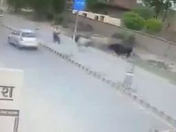 Un toro lo embistió cuando andaba en moto por una calle de India Un toro lo embistió cuando andaba en moto por una calle de India