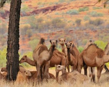 Sacrificarán a 10.000 camellos en Australia por la sequía