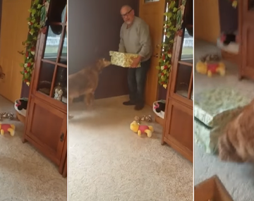 Derroche de ternura: la felicidad de un perro al recibir el mejor regalo de Navidad