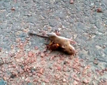 VIDEO: Así mata la avispa asesina que atemoriza a Estados Unidos