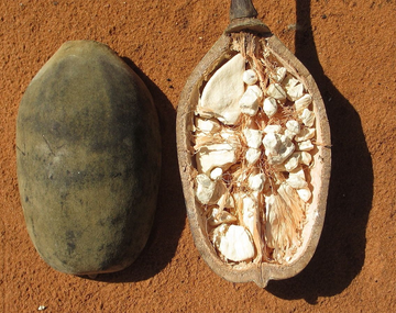 La fruta con más vitamina que la naranja pero que es difícil de conseguir en Argentina