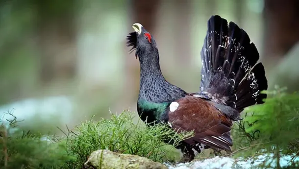 La especie perdió gran parte de su población durante las últimas décadas. La especie perdió gran parte de su población durante las últimas décadas.