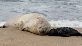 sorpresa en mar del plata: nacio una cria de elefante marino frente al ex asilo unzue