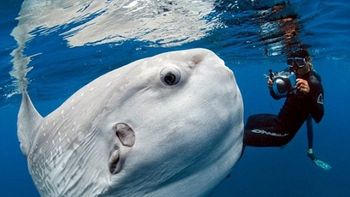 El pez mola mola El pez mola mola