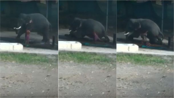 VIDEO: Bañaba a un elefante, se resbaló y murió aplastado