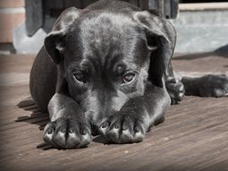Alerta por envenenamiento de mascotas en el barrio de Belgrano