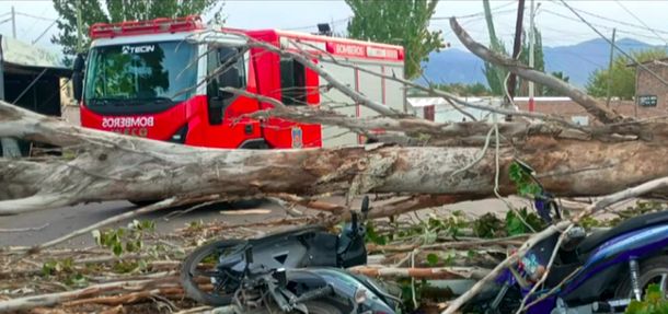 Mendoza: un motociclista murió aplastado por un árbol que fue derribado por el viento Zonda