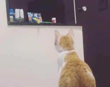 Mirá a una gata ayudar a su cría a conseguir un juguete
