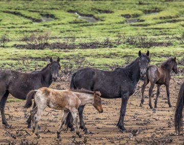 Australia decidió matar a más de 10.000 caballos salvajes