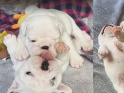 La ternura de los cachorritos