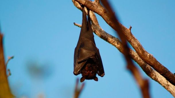 Furor por las fotos de Diadema, el murciélago de tamaño humano