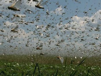 Buscan evitar la peor plaga de langostas