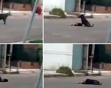 Un perro se queda al lado de su amigo atropellado en Córdoba