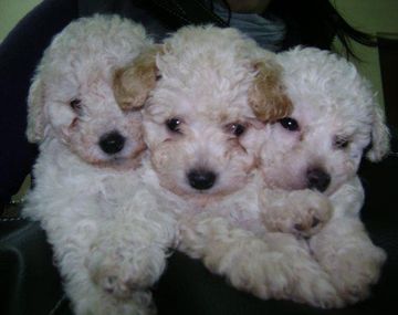 En los últimos dos años se robaron más de mil perros