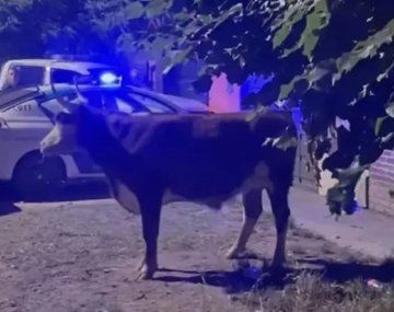 Vecinos intentaron carnear un toro suelto