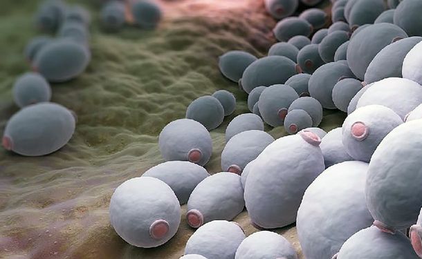 Qué es el hongo Candida auris, cómo se transmite y cuáles son sus riesgos