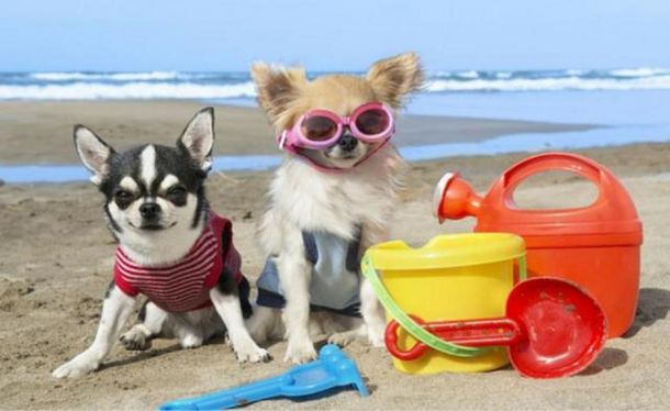 Mar del Plata tendrá la primera playa canina del país